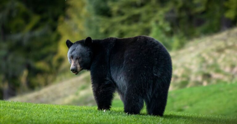 He Shot a Bear in His Chicken Pen—Police Charged Him…